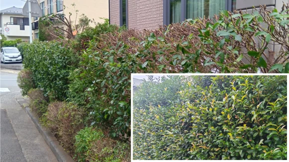 レッドロビン生垣の強剪定で道路へのはみ出しを解消|植木屋涼風の施工事例(横浜市青葉区市ヶ尾)